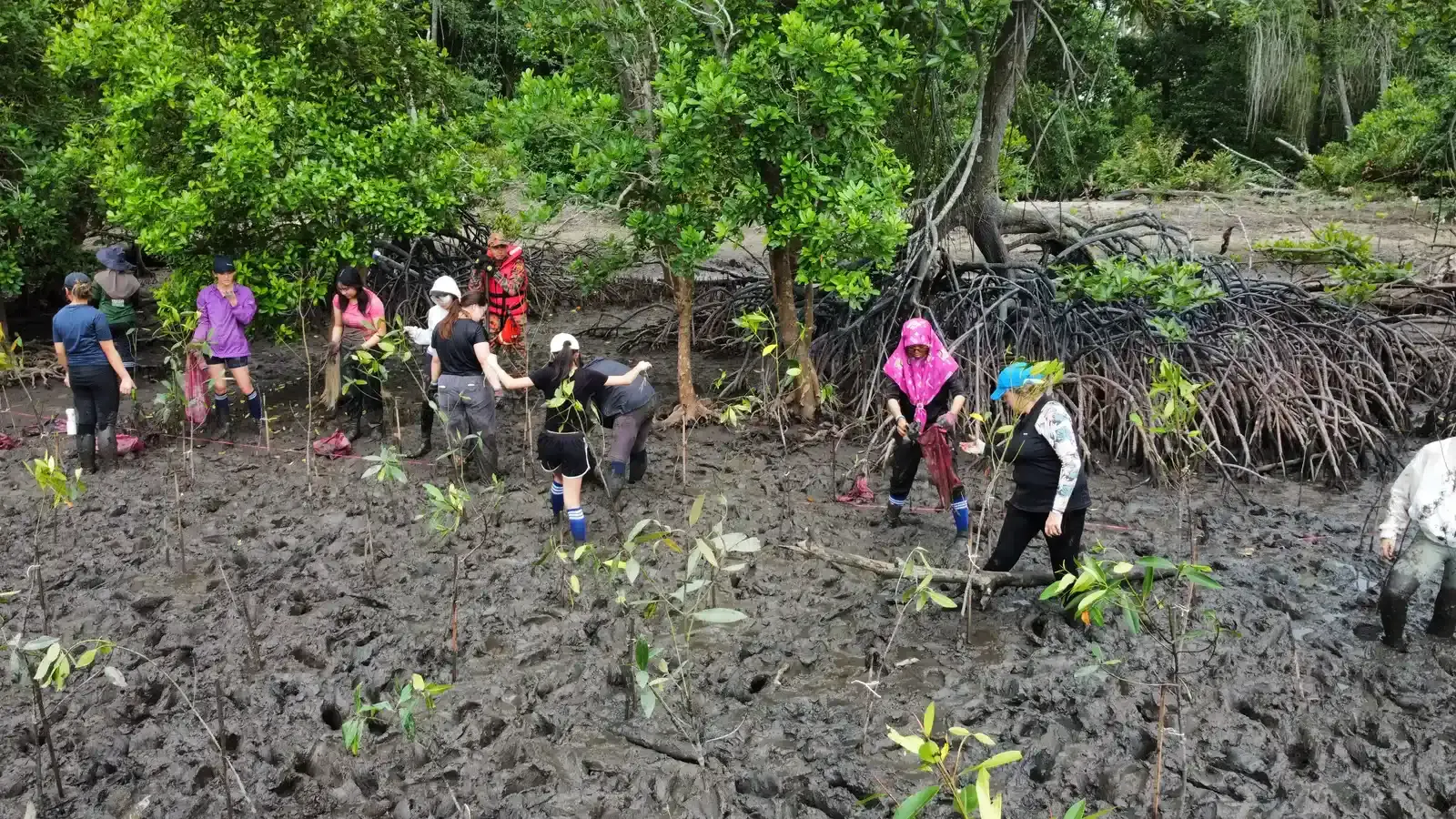 Mangrove planting restoration project